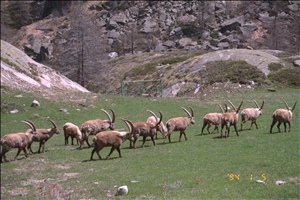 9605 0418 chamonixImg0054.jpg